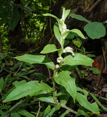 Brachycorythis helferi