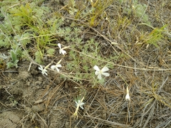 Dianthus ramosissimus