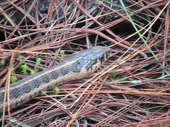 Thamnophis scalaris