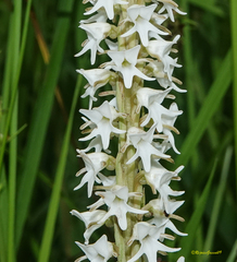 Peristylus constrictus