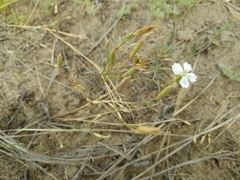Dianthus ramosissimus