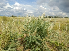 Sophora alopecuroides