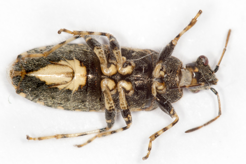 Nettle ground bug, photo 4 of 8