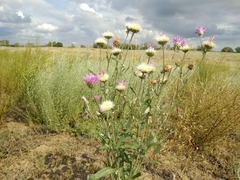 Jurinea schischkiniana