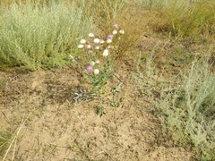 Jurinea schischkiniana