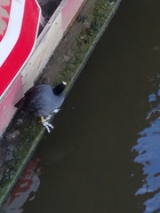 Fulica atra