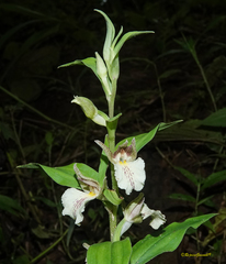 Brachycorythis helferi