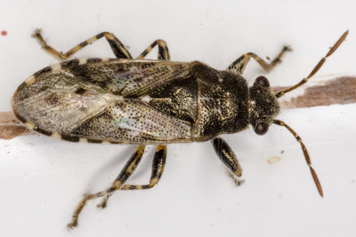 Nettle ground bug, photo 3 of 8
