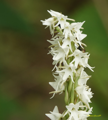 Peristylus constrictus