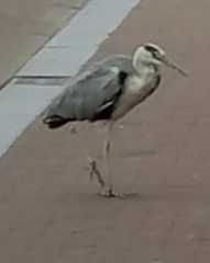 Ardea cinerea