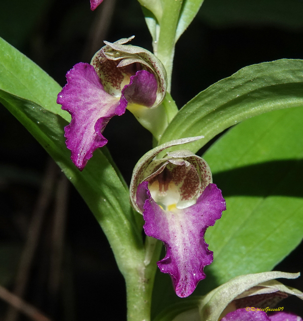 Brachycorythis helferi