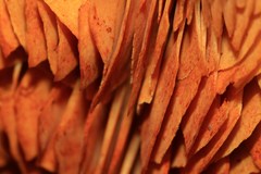 Cortinarius persplendidus