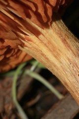 Cortinarius persplendidus