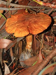 Cortinarius persplendidus