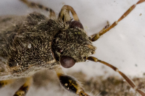 Nettle ground bug, photo 2 of 8