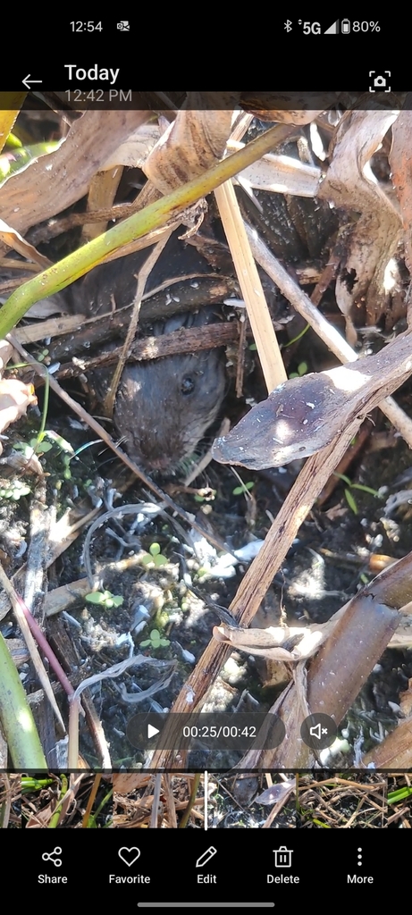 Round-tailed Muskrat in January 2025 by Alex Meinders. Saw swimming ...