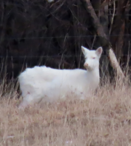 White-tailed Deer photographed in Minnesota