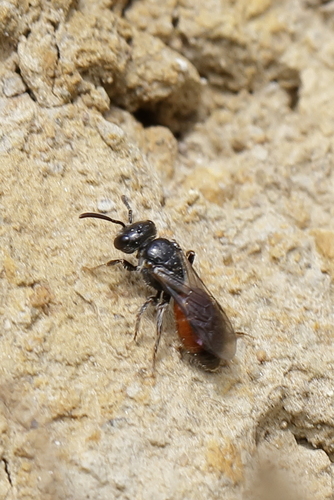 Sphecodes nuotrauka