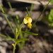 Crotalaria montana - Photo (c) Reiner Richter, algunos derechos reservados (CC BY-NC-SA), subido por Reiner Richter