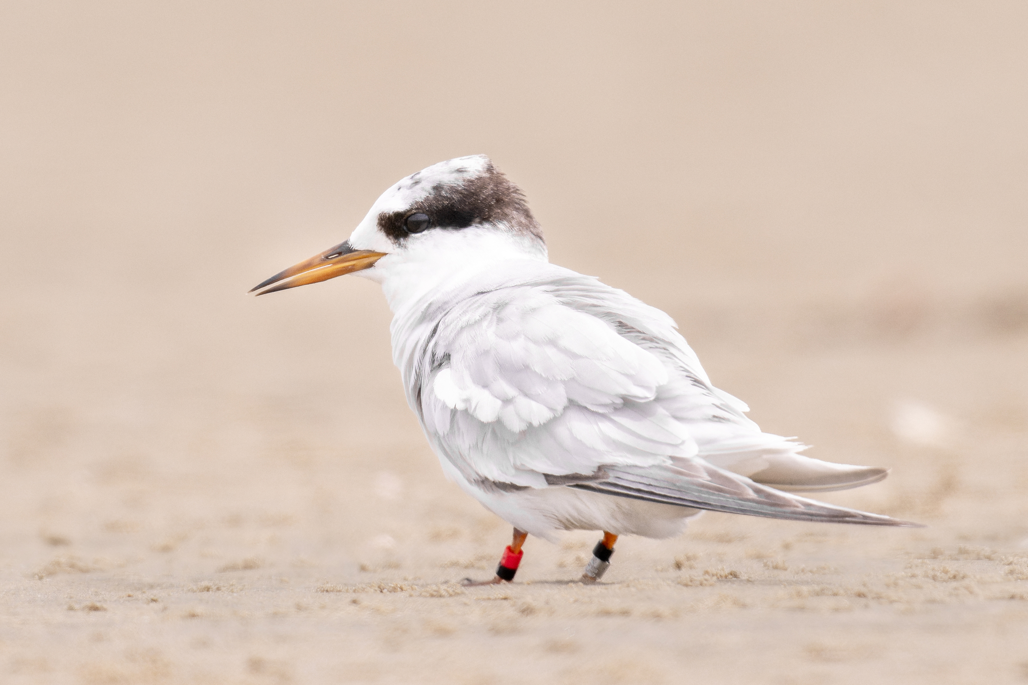 Australian Fairy Tern illustration