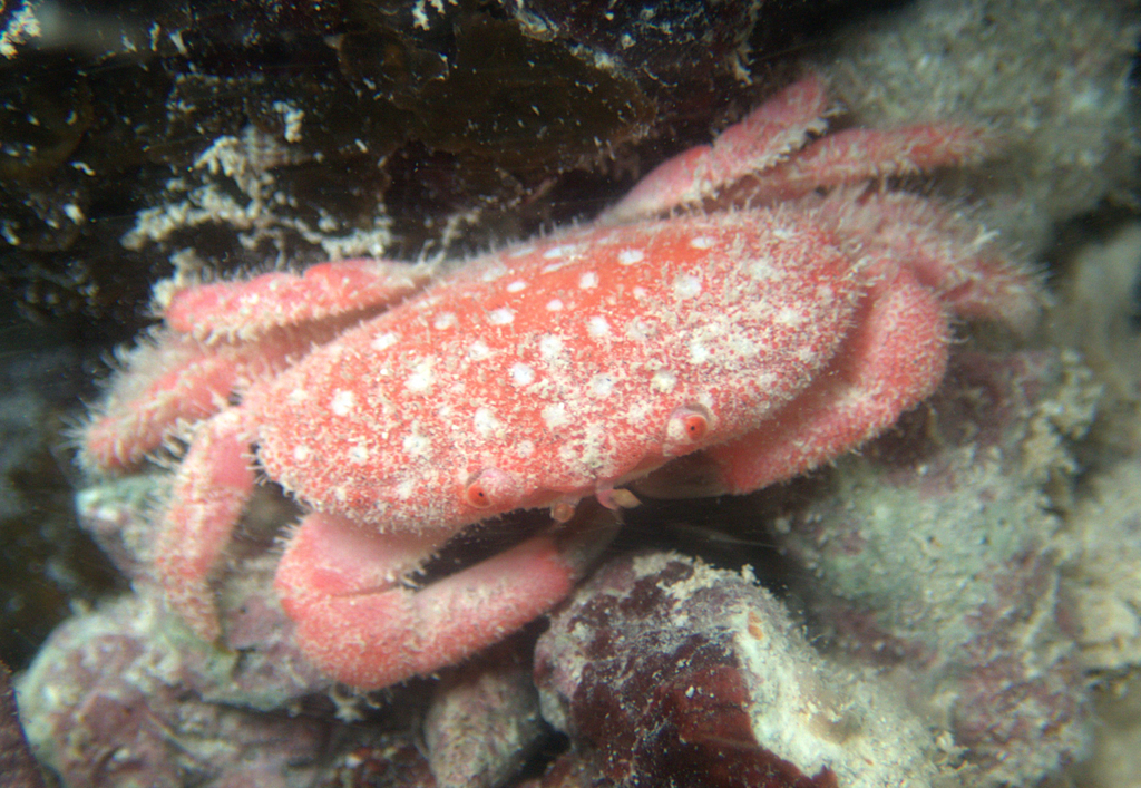 Strawberry Crab