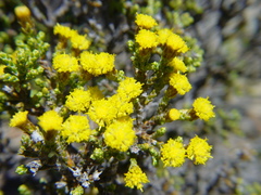Helichrysum parvifolium