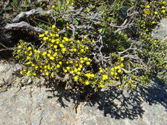 Helichrysum parvifolium