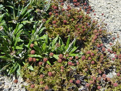 Acaena glabra