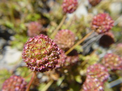 Acaena glabra