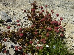 Acaena glabra