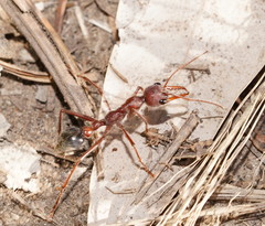 Myrmecia comata