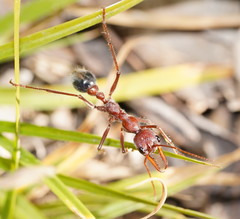Myrmecia comata