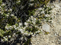 Olearia cymbifolia