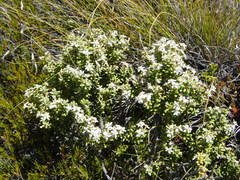 Olearia cymbifolia