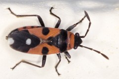 Horvathiolus superbus