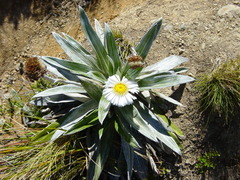 Celmisia semicordata