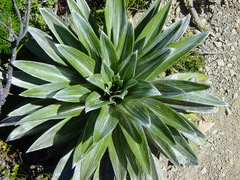 Celmisia semicordata