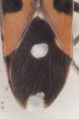 Horvathiolus superbus