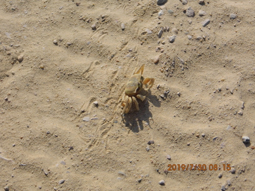 Tufted Ghost Crab