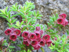 Erica haematocodon
