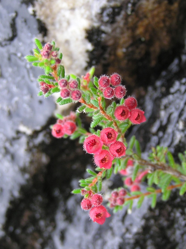 Bloodbell Heath
