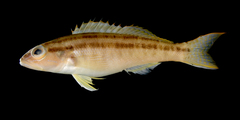 Dwarf Sand Perch photo 5