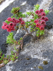 Erica haematocodon