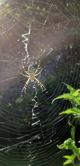 Argiope bruennichi
