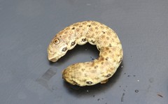 Proserpinus proserpina