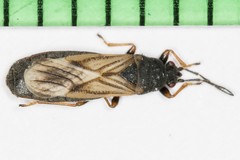 Ischnodemus sabuleti