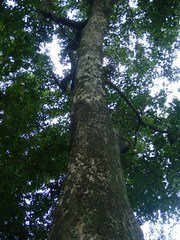 Terminalia bellirica