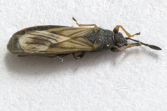 Ischnodemus sabuleti