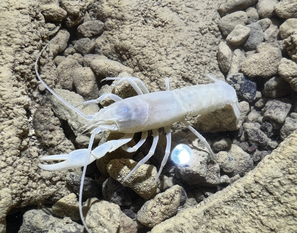 Cope Ghost Crayfish