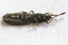 Ischnodemus sabuleti